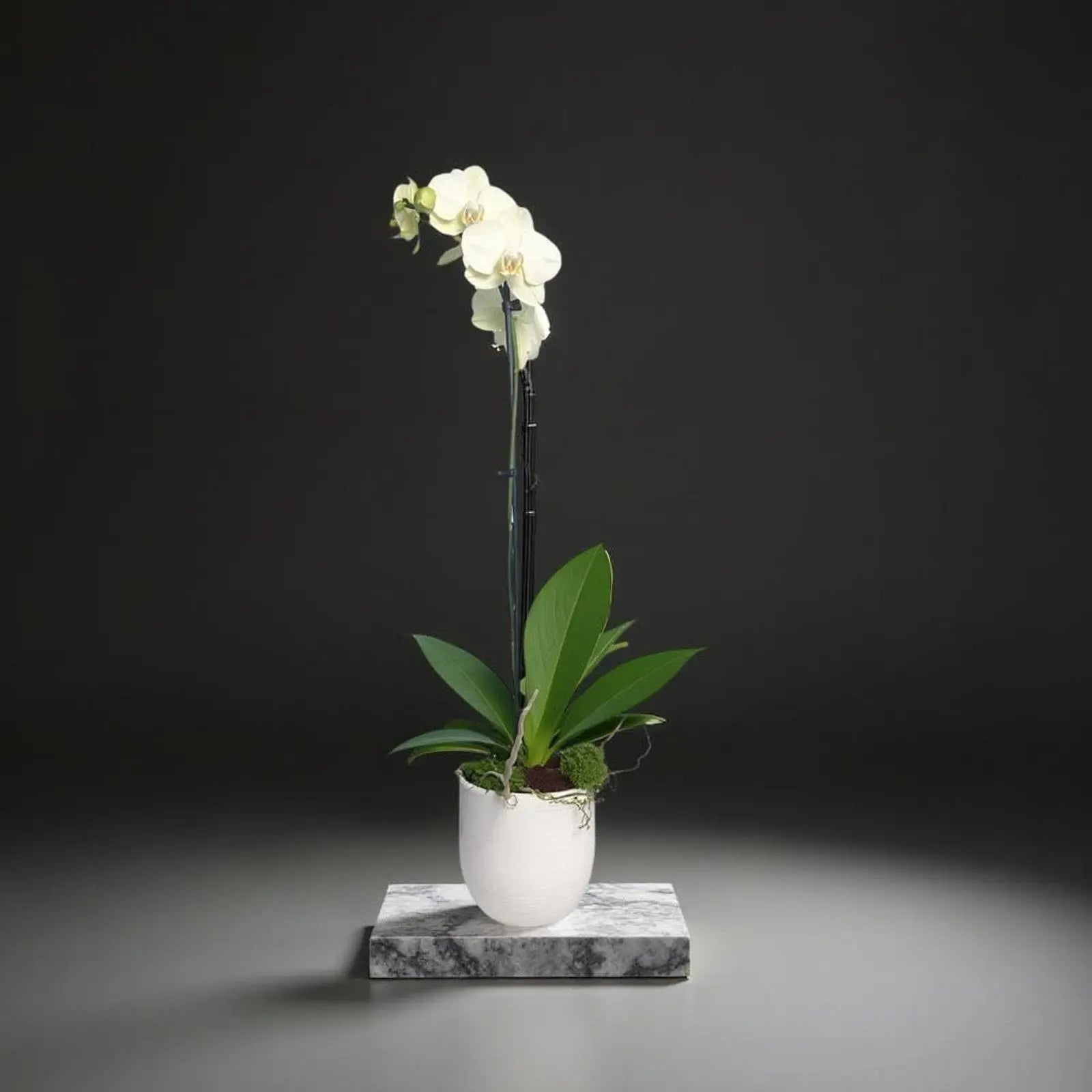 Live White Phalaenopsis Orchid Plant - Premium Indoor Flowering Orchid - Easy Care Home Decor Houseplant Gift - Birthday Present - The Room Collective