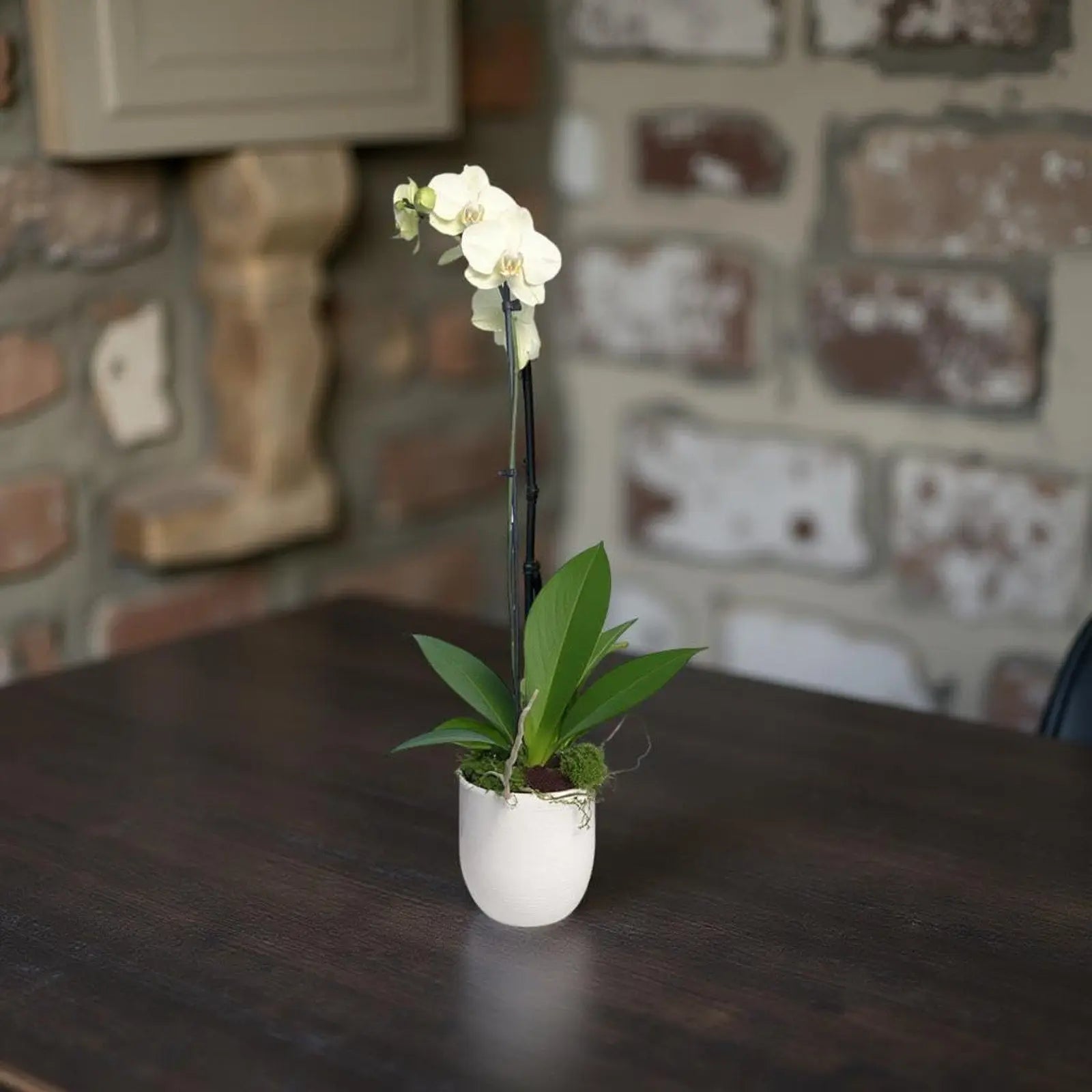 Live White Phalaenopsis Orchid Plant - Premium Indoor Flowering Orchid - Easy Care Home Decor Houseplant Gift - Birthday Present - The Room Collective