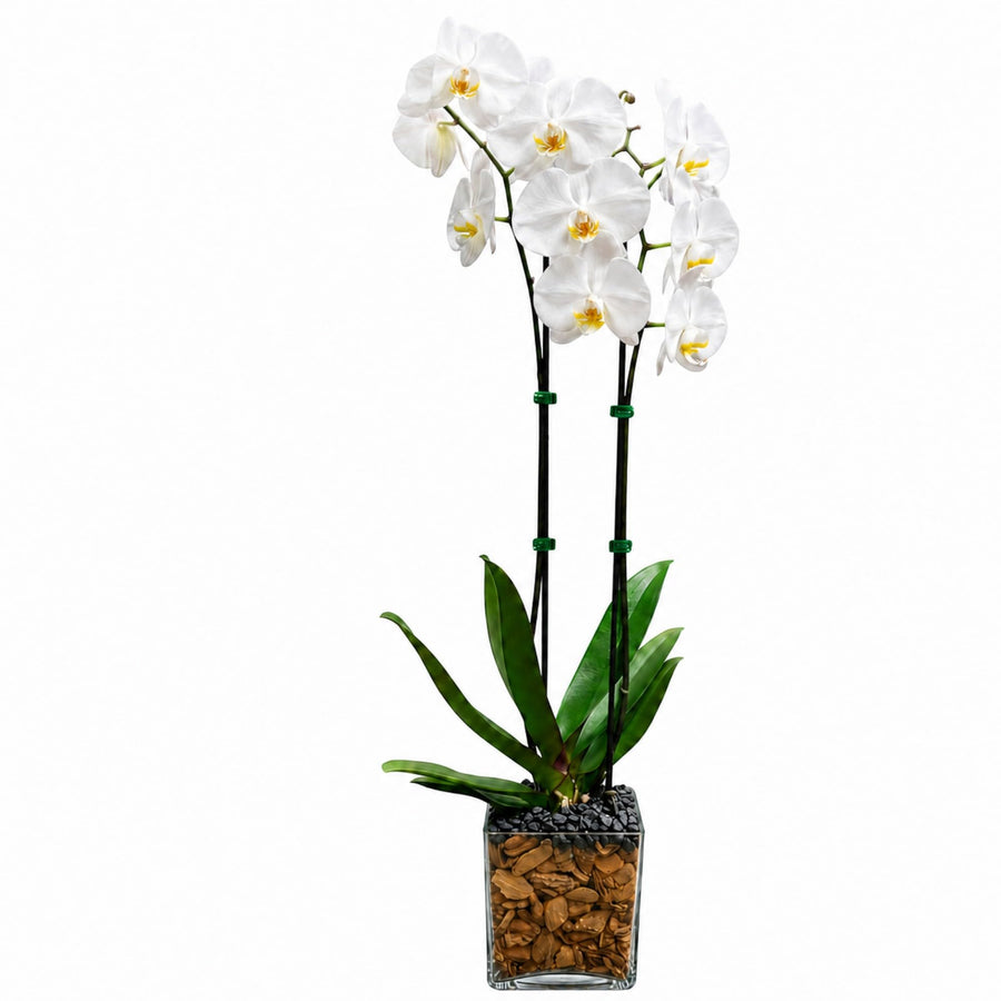 Live Double Stem Phalaenopsis Orchid Plant, 24–26 Inches Tall, White Blooms with Black Obsidian Crystal Accent, Clear Planter, Chakra Orchid Collection