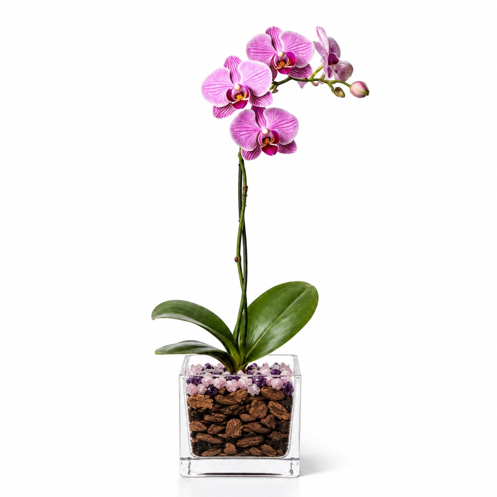 Live Phalaenopsis Orchid Plant with Raw Chakra Crystal Accent, Single-Stem Indoor Potted Orchid in Clear Acrylic Planter, Gift-Ready (Pink Orchid/Rose Quartz/Amethyst, 3 Inch Cube)