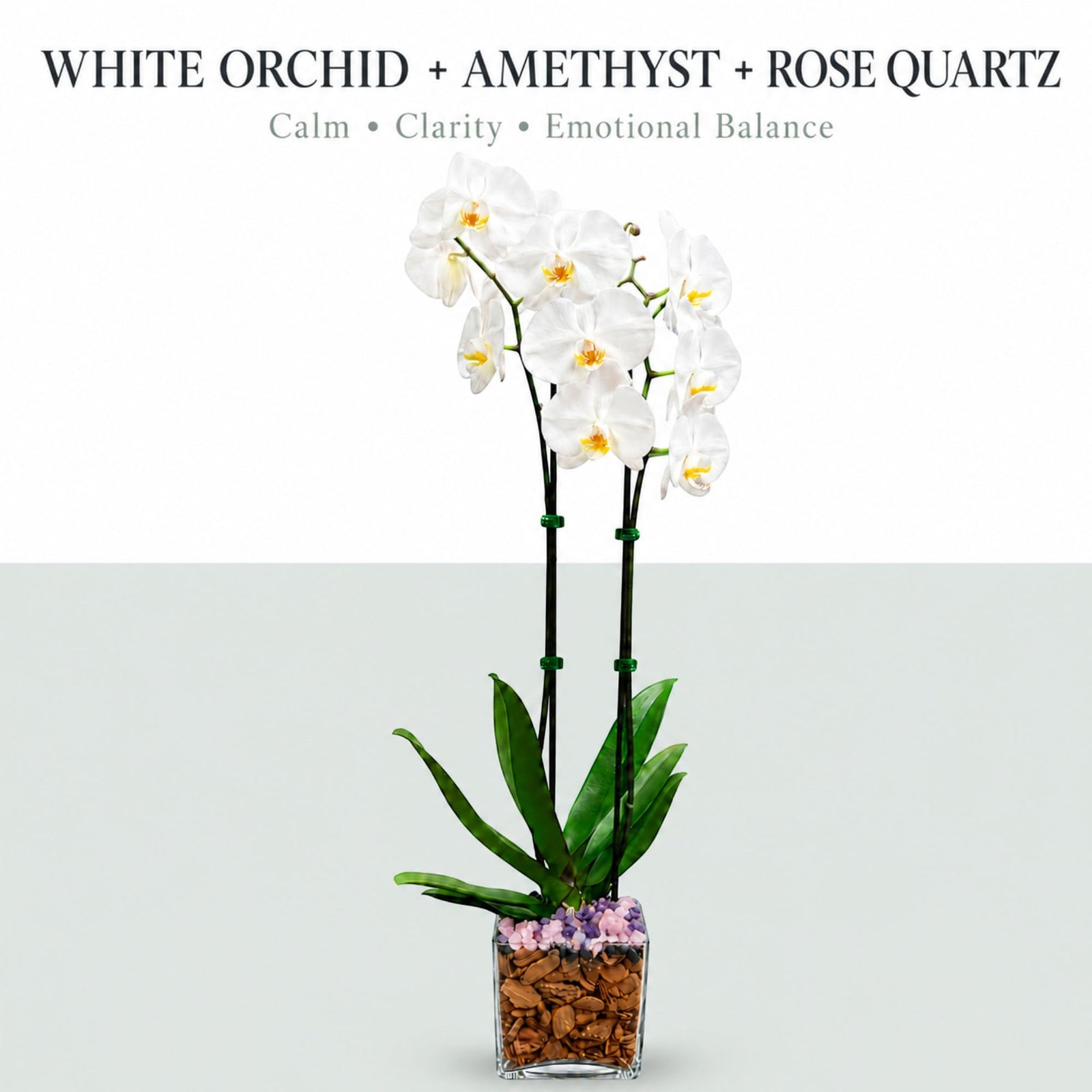 Live Phalaenopsis Orchid Plant – Double Stem 24-26 Inch Tall Flowering Orchid – Indoor Potted Orchid in Clear Planter – Genuine Crystal Accent – White with Amethyst