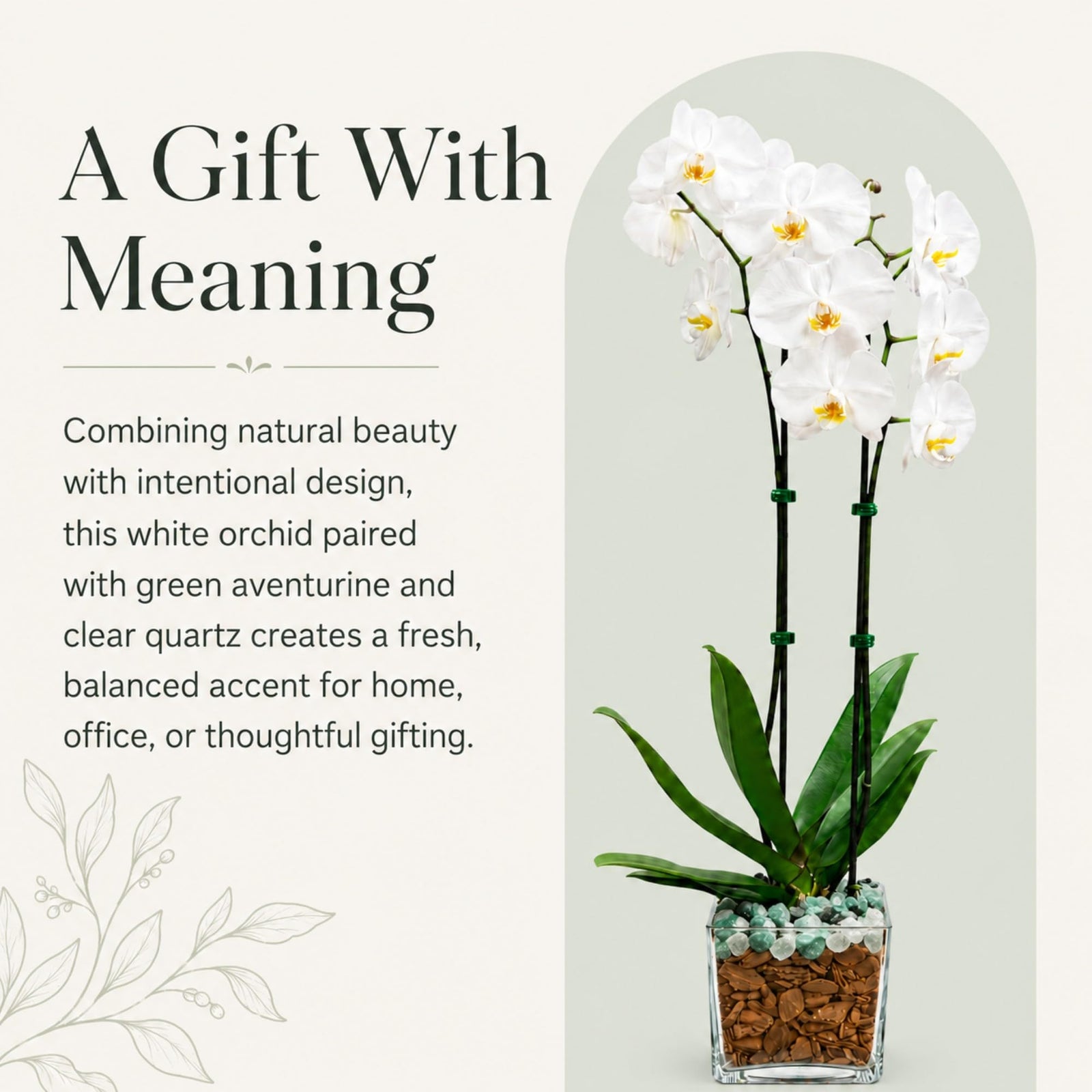 Live Phalaenopsis Orchid Plant – Double Stem 24-26 Inch Tall Flowering Orchid – Indoor Potted Orchid in Clear Planter – Genuine Crystal Accent – White with Green Aventurine and Clear Quartz