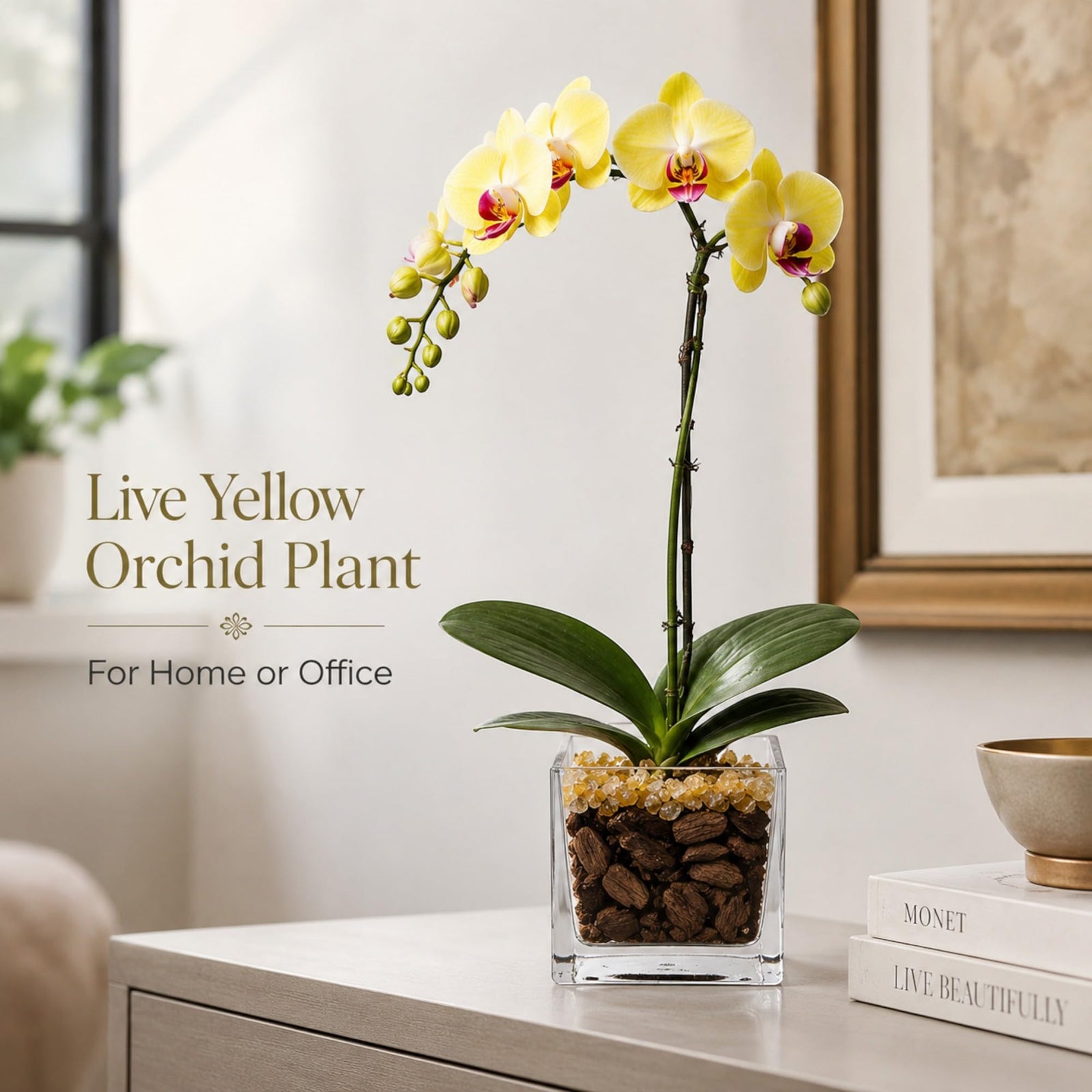 Live Phalaenopsis Orchid Plant with Raw Chakra Crystal Accent, Single-Stem Indoor Potted Orchid in Clear Acrylic Planter, Gift-Ready (Yellow/Citrine, 3 Inch Cube)