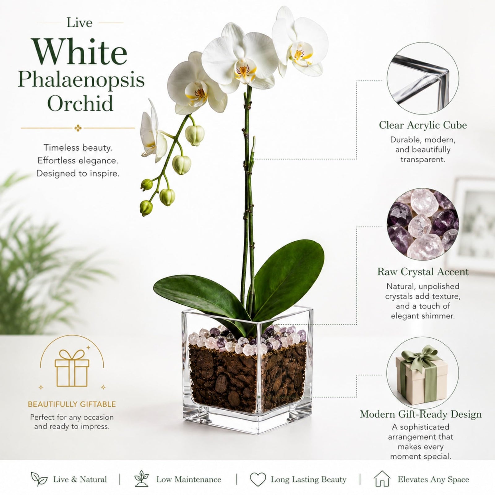 Live Phalaenopsis Orchid Plant with Raw Chakra Crystal Accent, Single-Stem Indoor Potted Orchid in Clear Acrylic Planter, Gift-Ready (White Orchid/Rose Quartz/Amethyst, 3 Inch Cube)