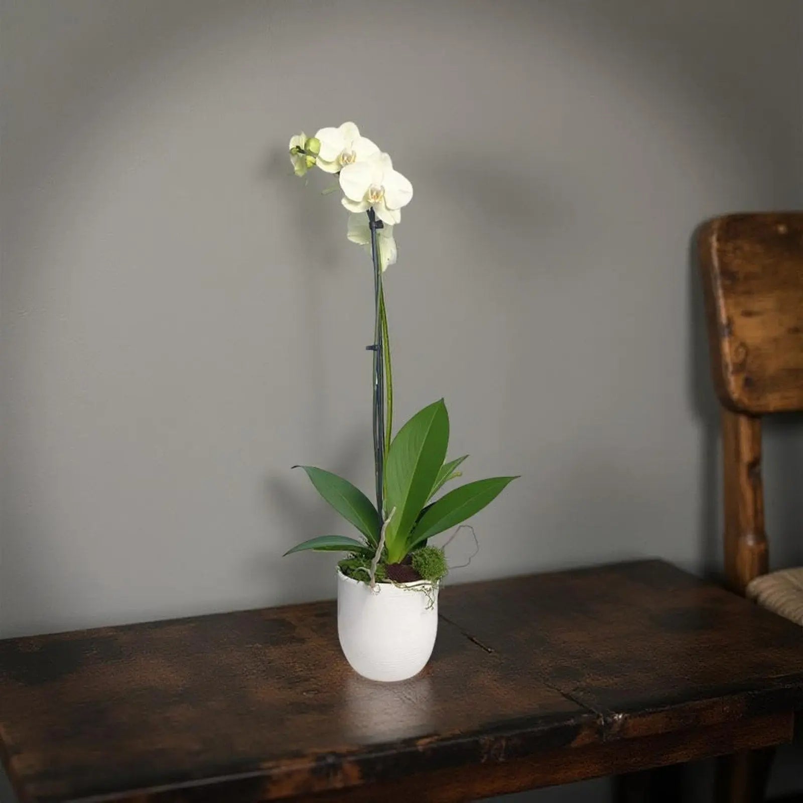 Live White Phalaenopsis Orchid Plant - Premium Indoor Flowering Orchid - Easy Care Home Decor Houseplant Gift - Birthday Present - The Room Collective