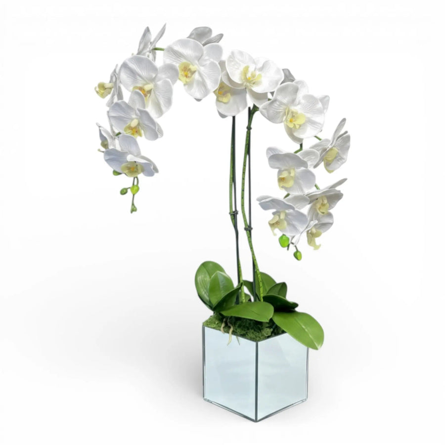 Artificial double-stem white orchid in a mirrored glass cube