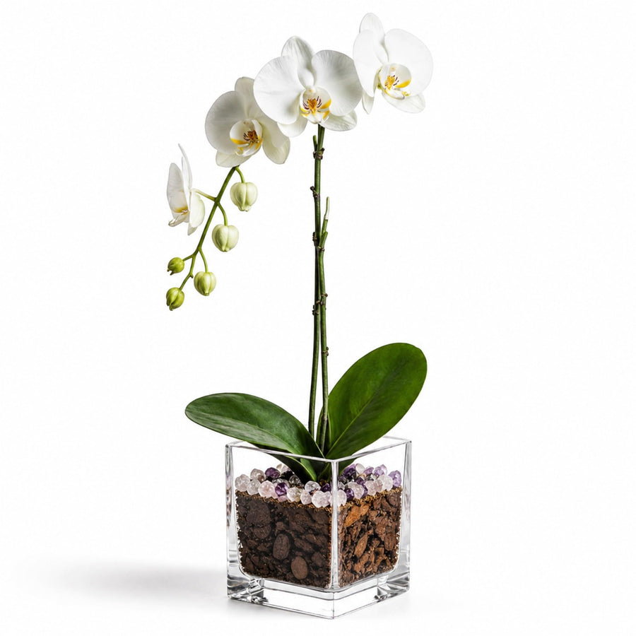 White Phalaenopsis orchid with Rose Quartz and Amethyst accents