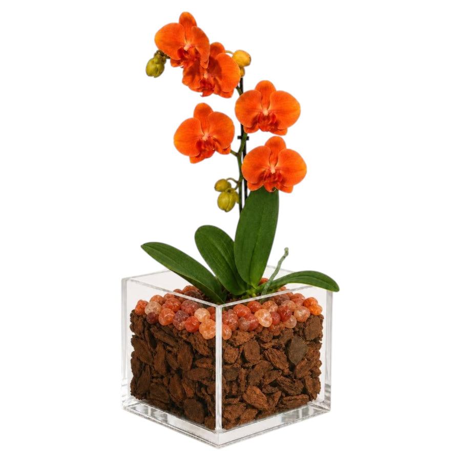 Orange mini Phalaenopsis orchid with Sunstone accents