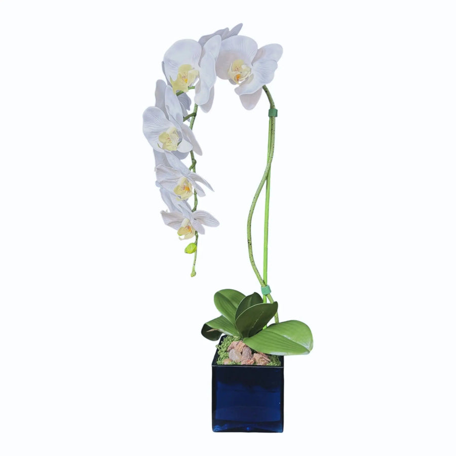 White orchid arrangement in a blue glass cube planter