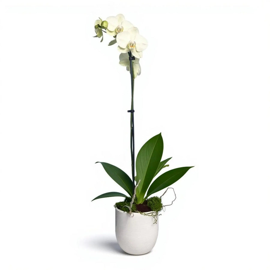 Live white Phalaenopsis orchid in bloom