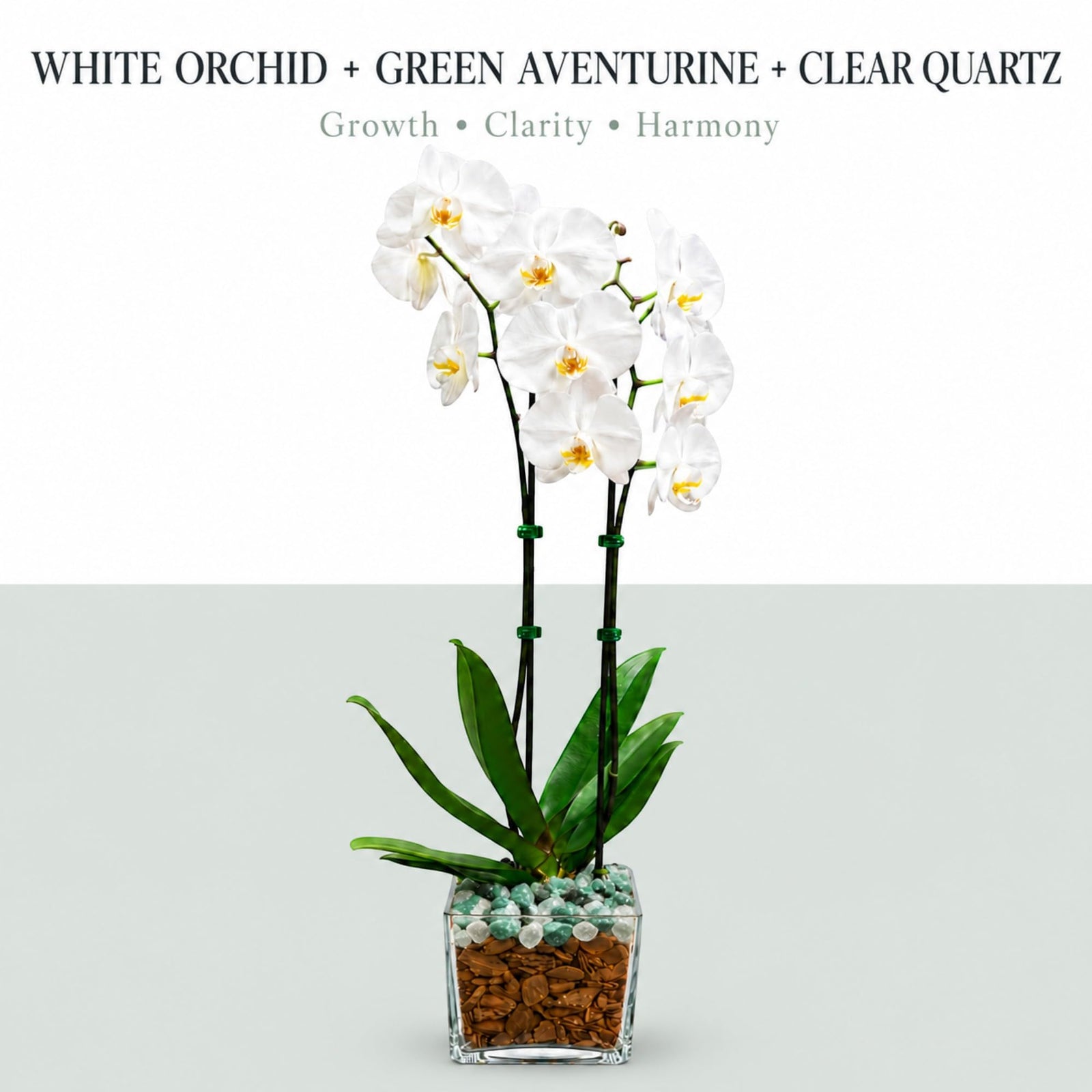 Live Phalaenopsis Orchid Plant – Double Stem 24-26 Inch Tall Flowering Orchid – Indoor Potted Orchid in Clear Planter – Genuine Crystal Accent – White with Green Aventurine and Clear Quartz