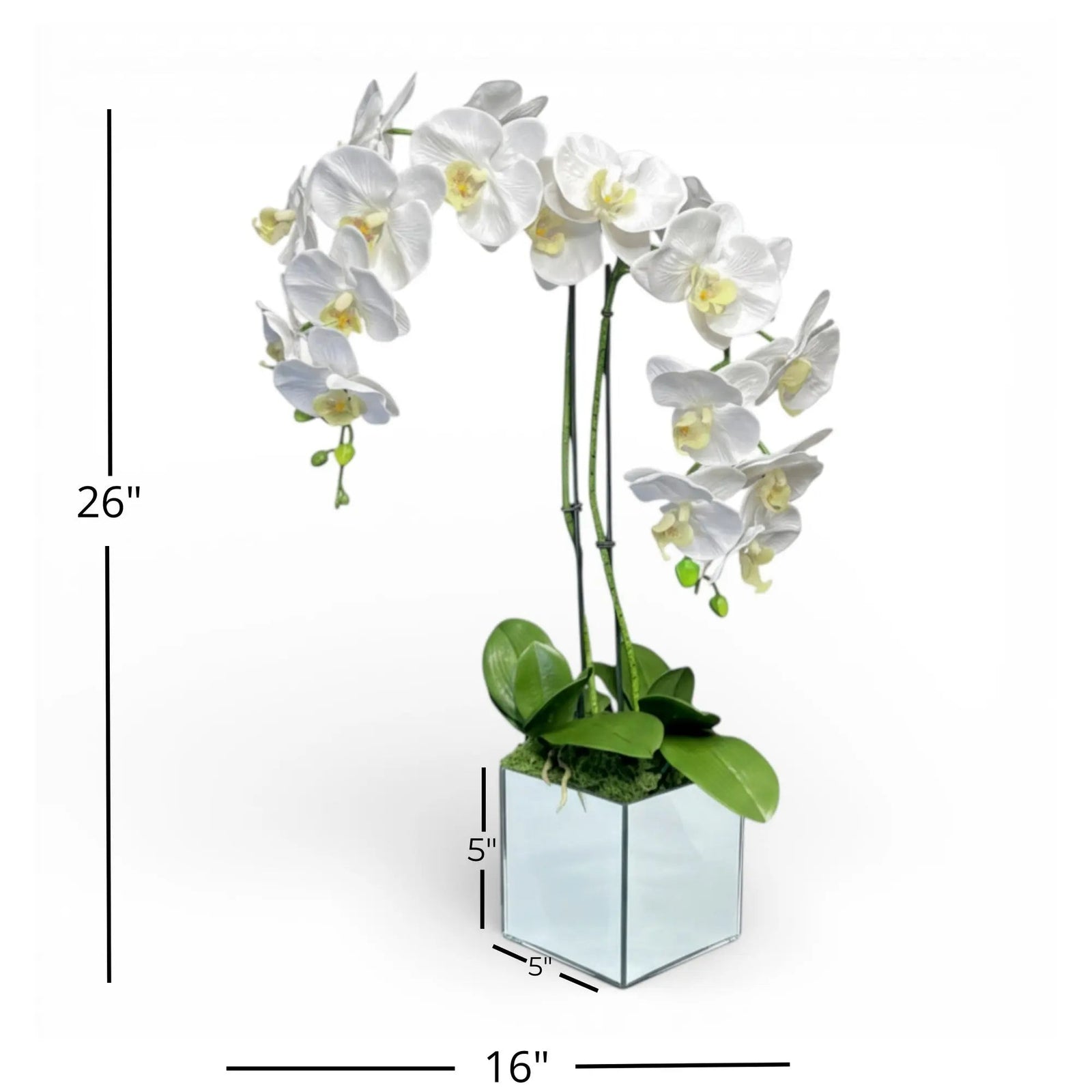 Artificial White Orchid Arrangement, Double Stem Real Touch Latex Phalaenopsis in Mirror Glass Cube Planter, Luxury Faux Orchid for Modern Home & Office Decor - The Room Collective