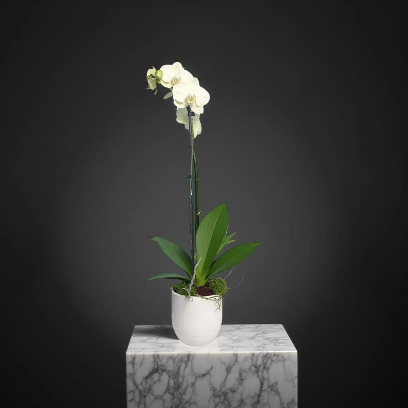 Live White Phalaenopsis Orchid Plant - Premium Indoor Flowering Orchid - Easy Care Home Decor Houseplant Gift - Birthday Present - The Room Collective