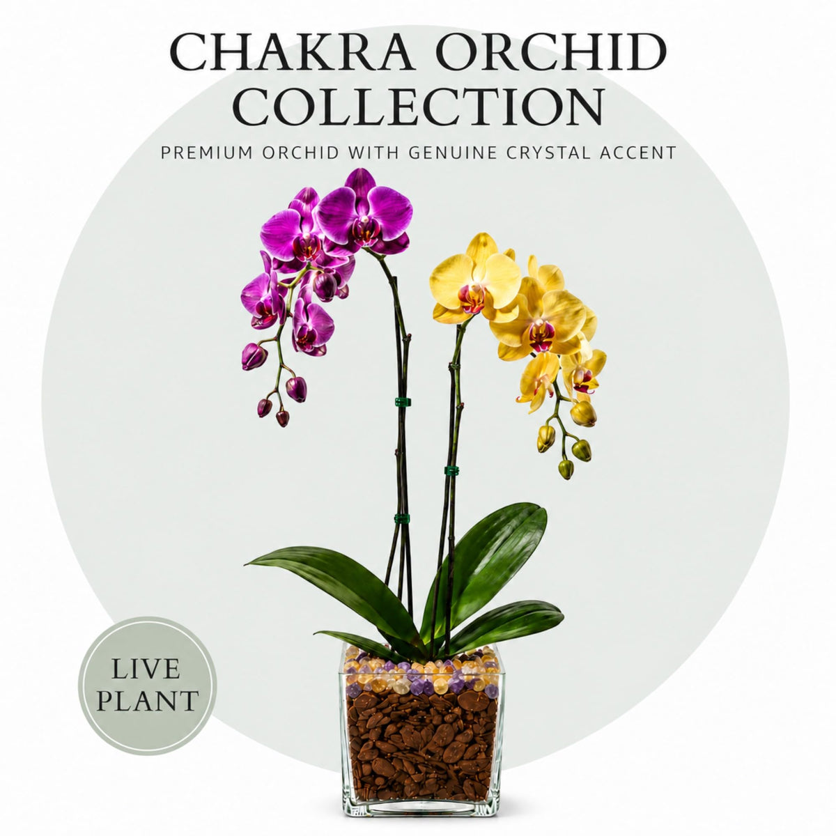 Crystal City Designs double-stem Phalaenopsis orchid with purple and yellow blooms and Citrine and Amethyst crystals.
