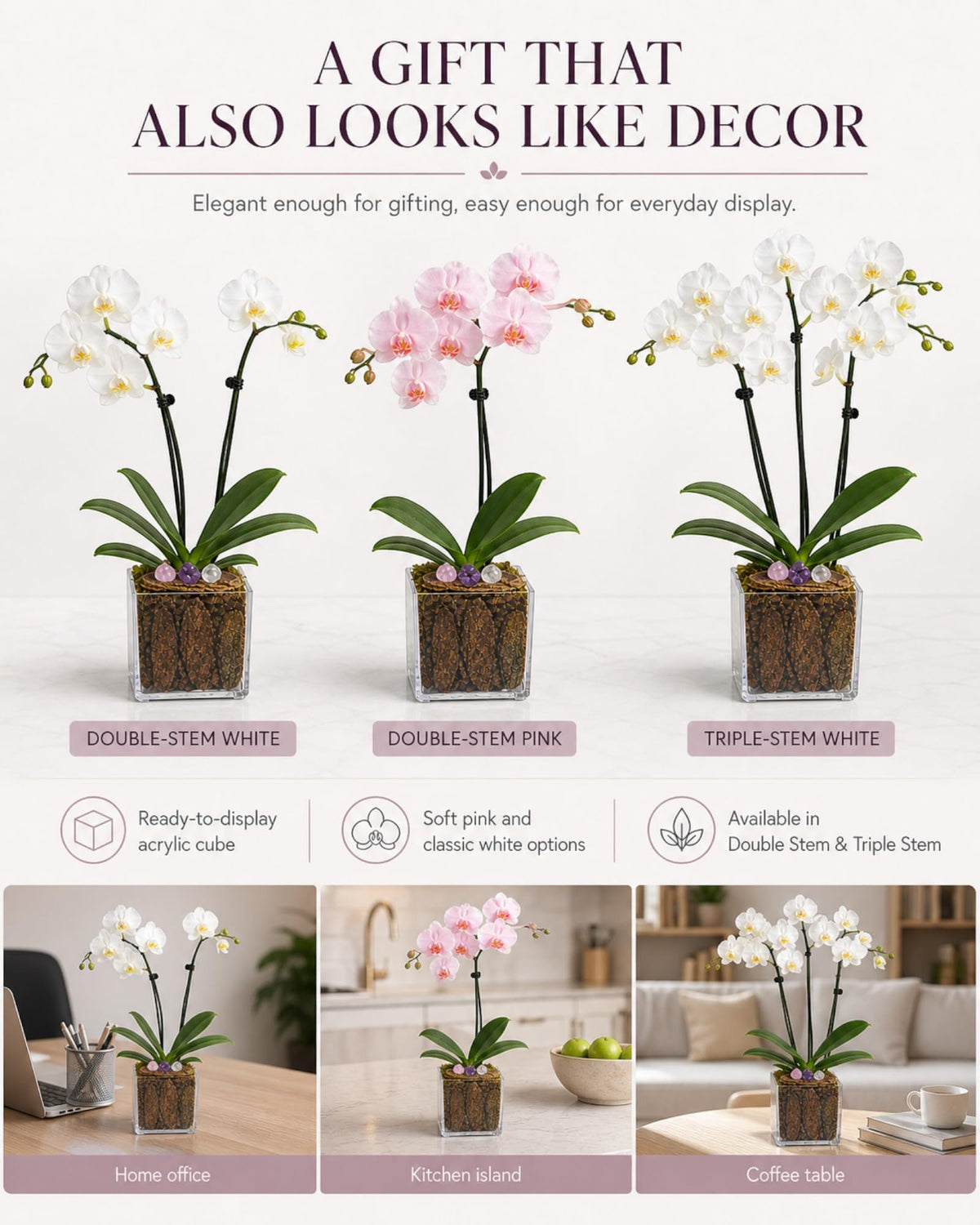 Crystal City Designs live Phalaenopsis orchid arrangements in acrylic cubes with rose quartz, clear quartz, and amethyst.
