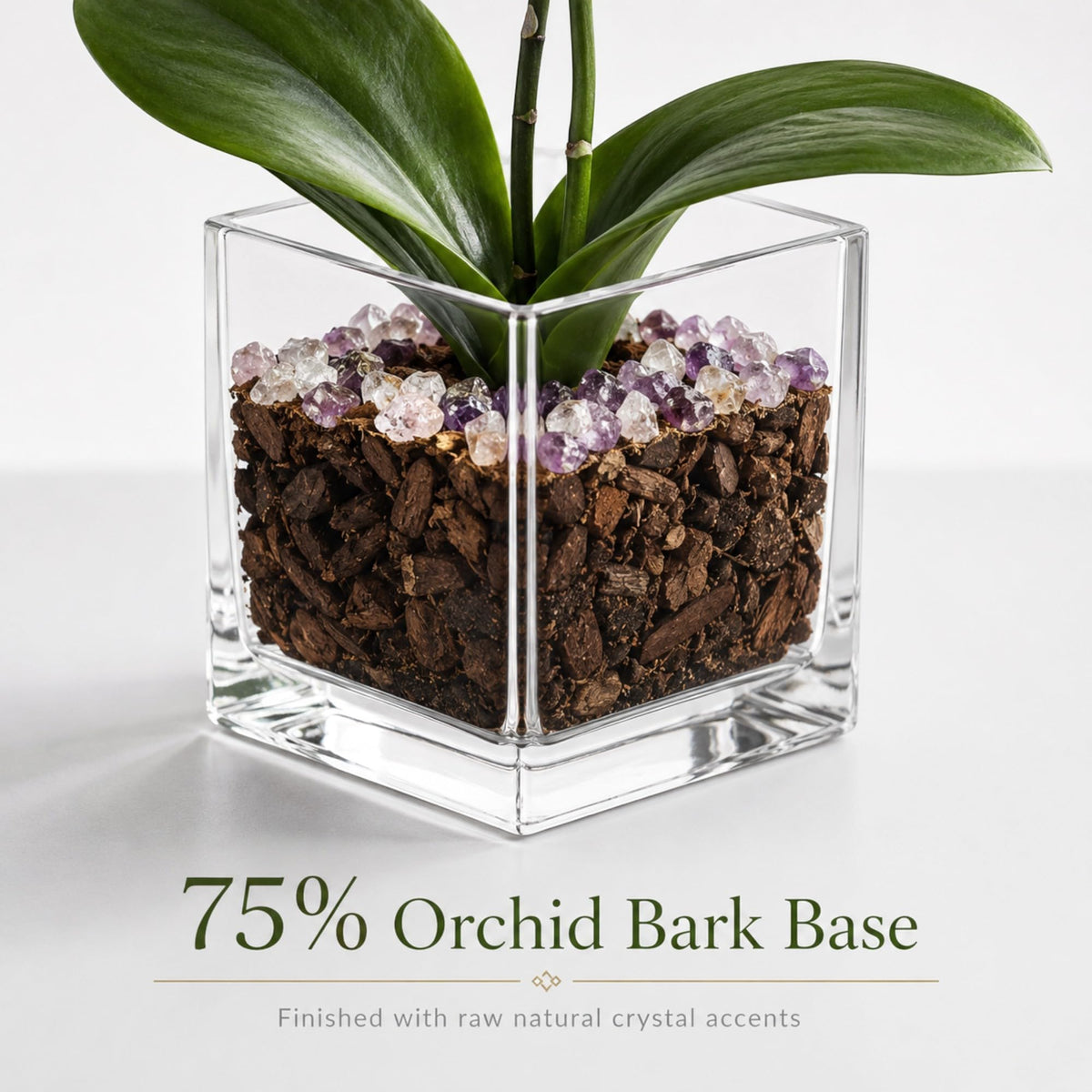 Crystal City Designs white Phalaenopsis orchid in a clear acrylic cube with raw rose quartz and amethyst crystal accents