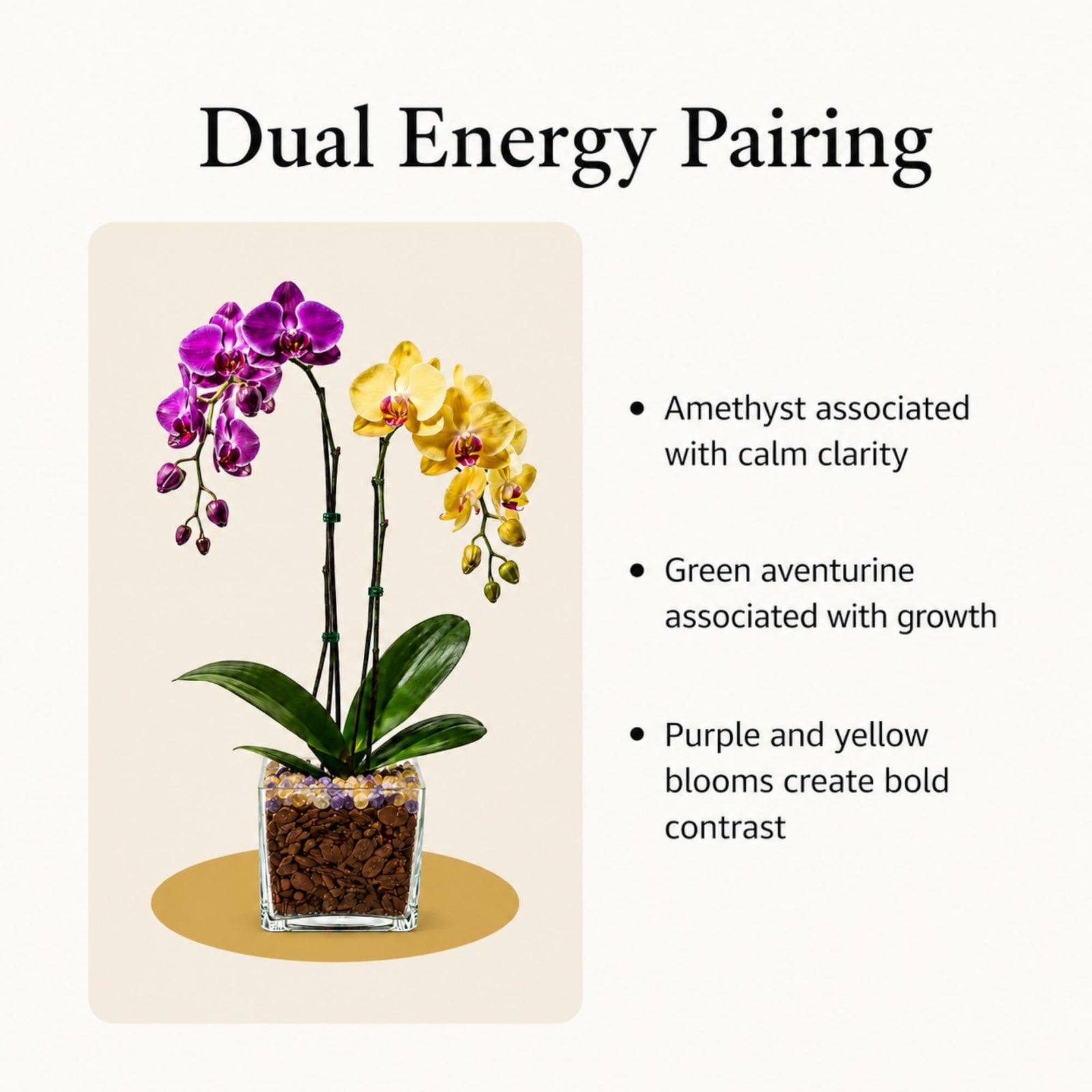 Crystal City Designs double-stem Phalaenopsis orchid with purple and yellow blooms in a clear planter with crystals.