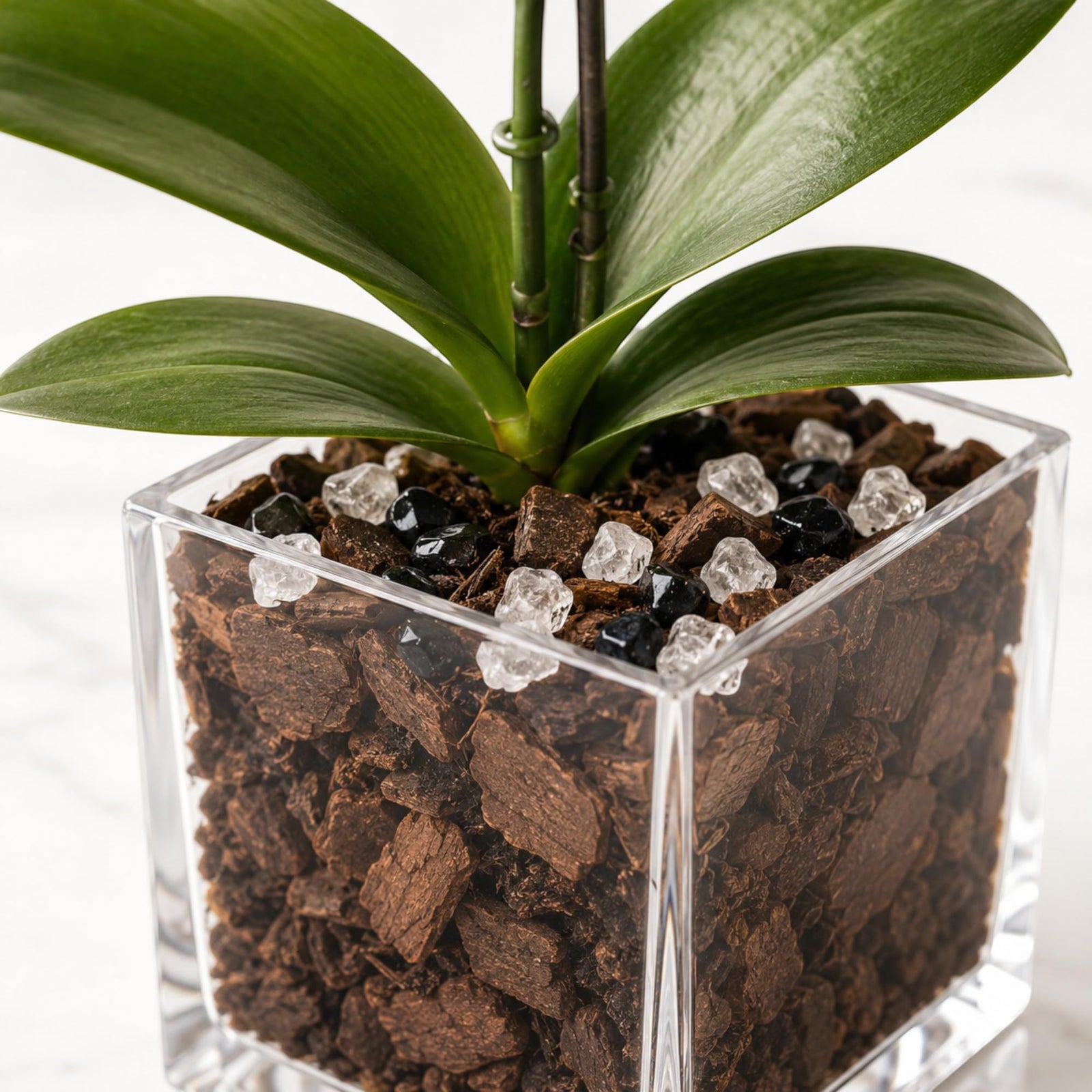 Crystal City Designs live white Phalaenopsis orchid in a clear acrylic cube with black obsidian and clear quartz