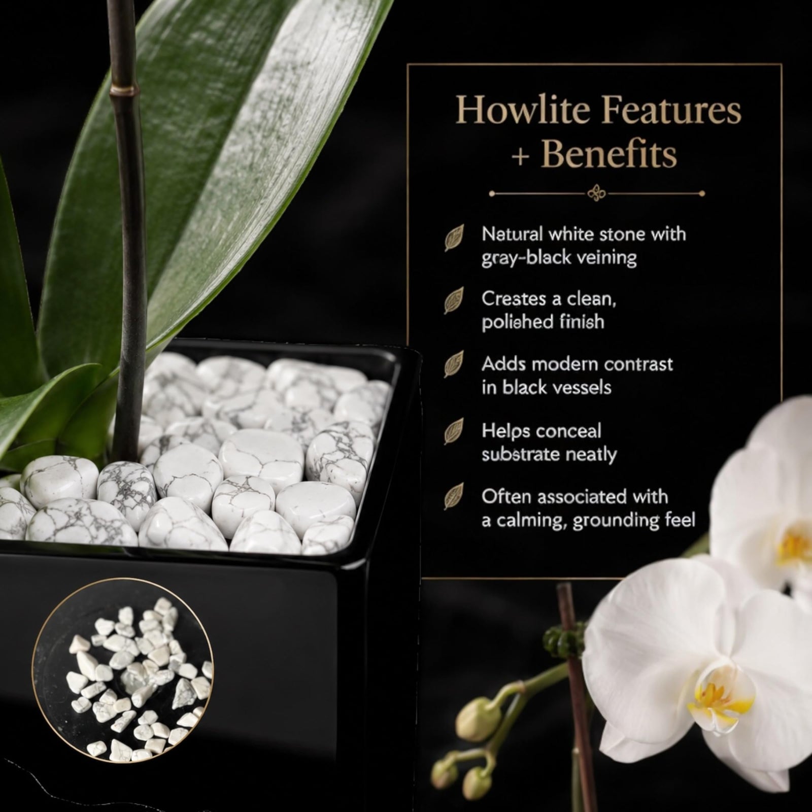Crystal City Designs white Swan orchid in a black acrylic cube with natural raw Howlite crystal accent stones
