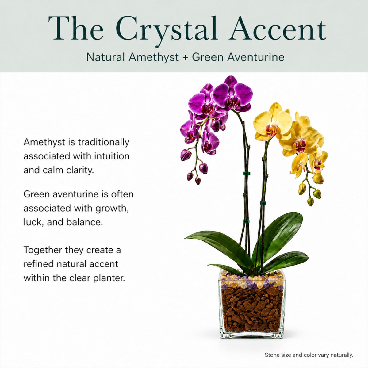 Crystal City Designs double-stem Phalaenopsis orchid with purple and yellow blooms in a clear planter with crystals.