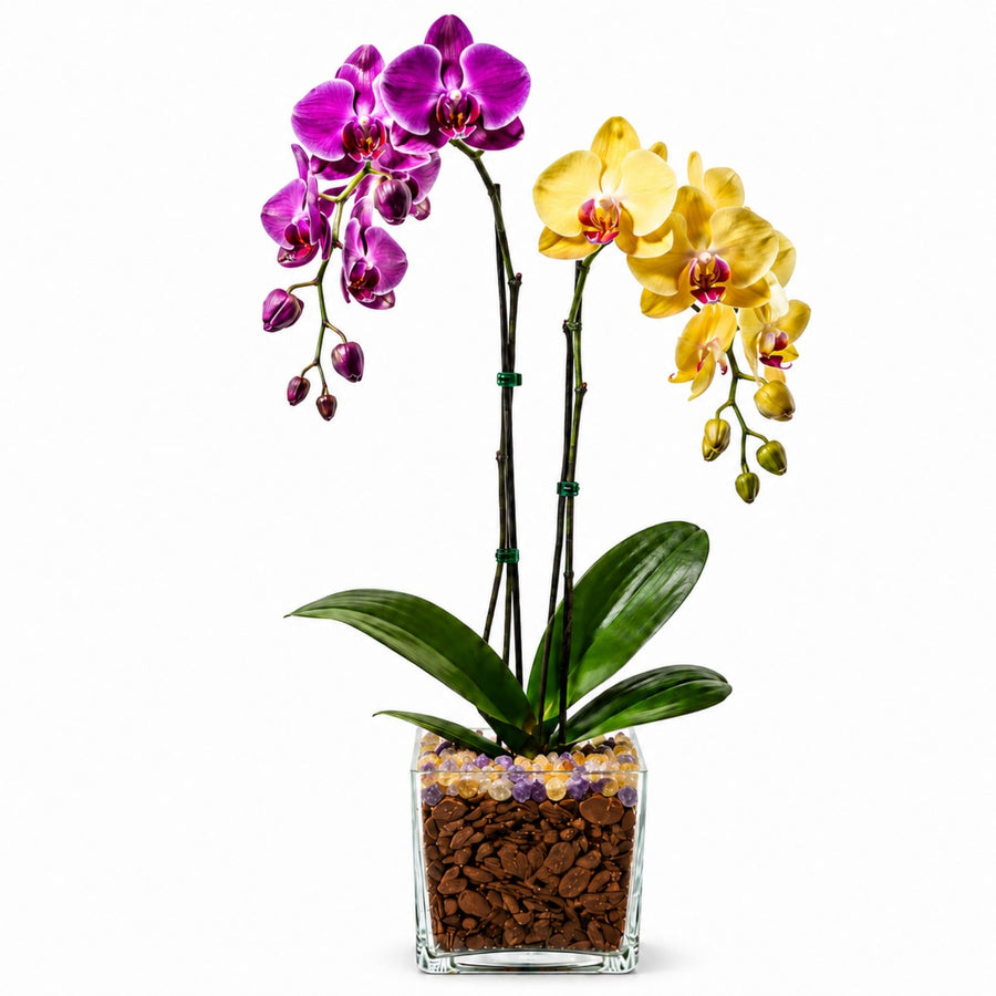 Crystal City Designs double-stem Phalaenopsis orchid with purple and yellow blooms in a clear planter with crystals.