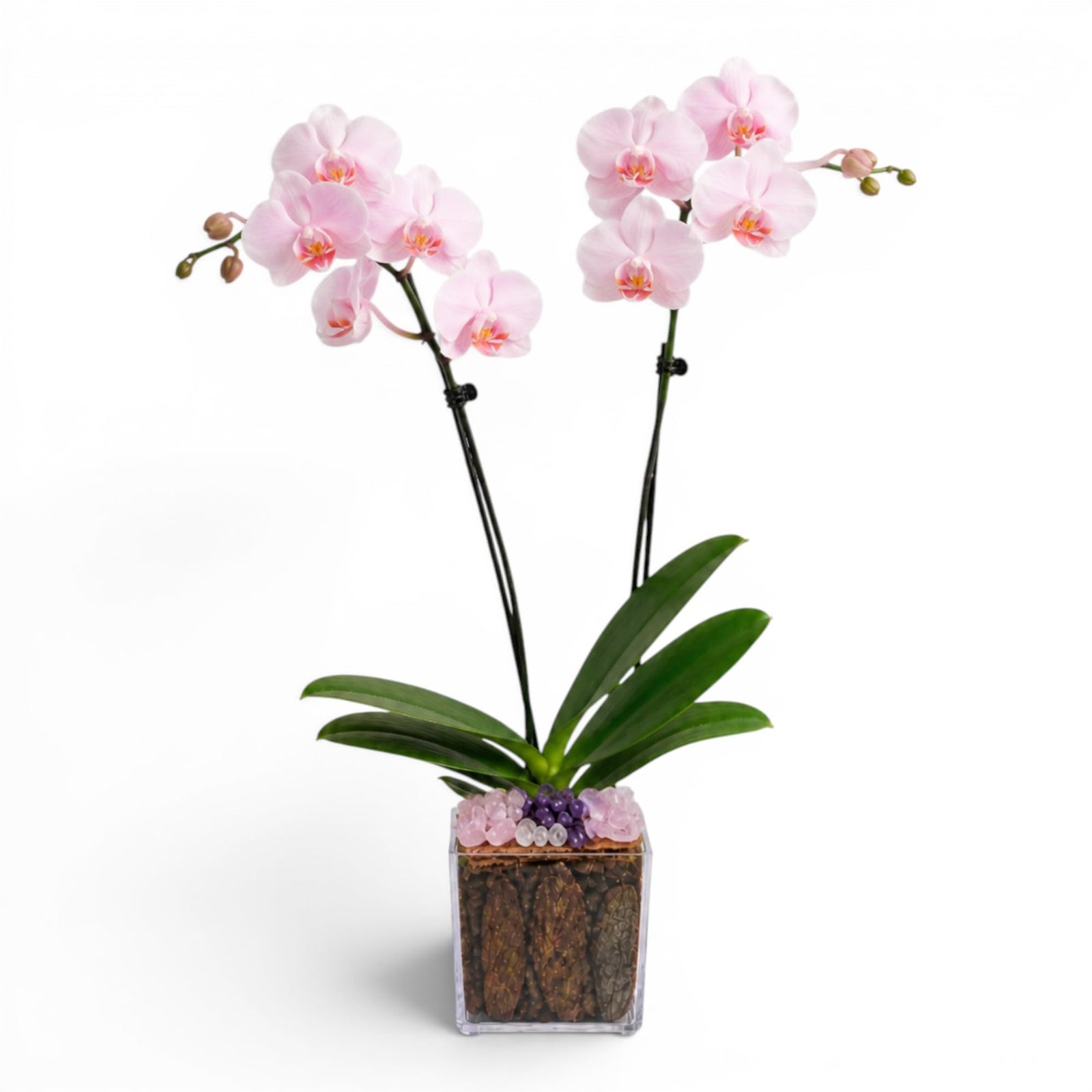 Crystal City Designs pink Phalaenopsis orchid in an acrylic cube with rose quartz, clear quartz, and amethyst crystals