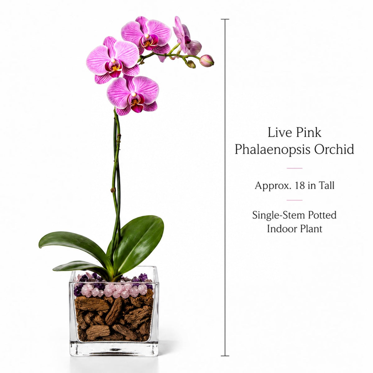 Crystal City Designs live pink Phalaenopsis orchid in a clear acrylic cube with Rose Quartz and Amethyst crystal accents