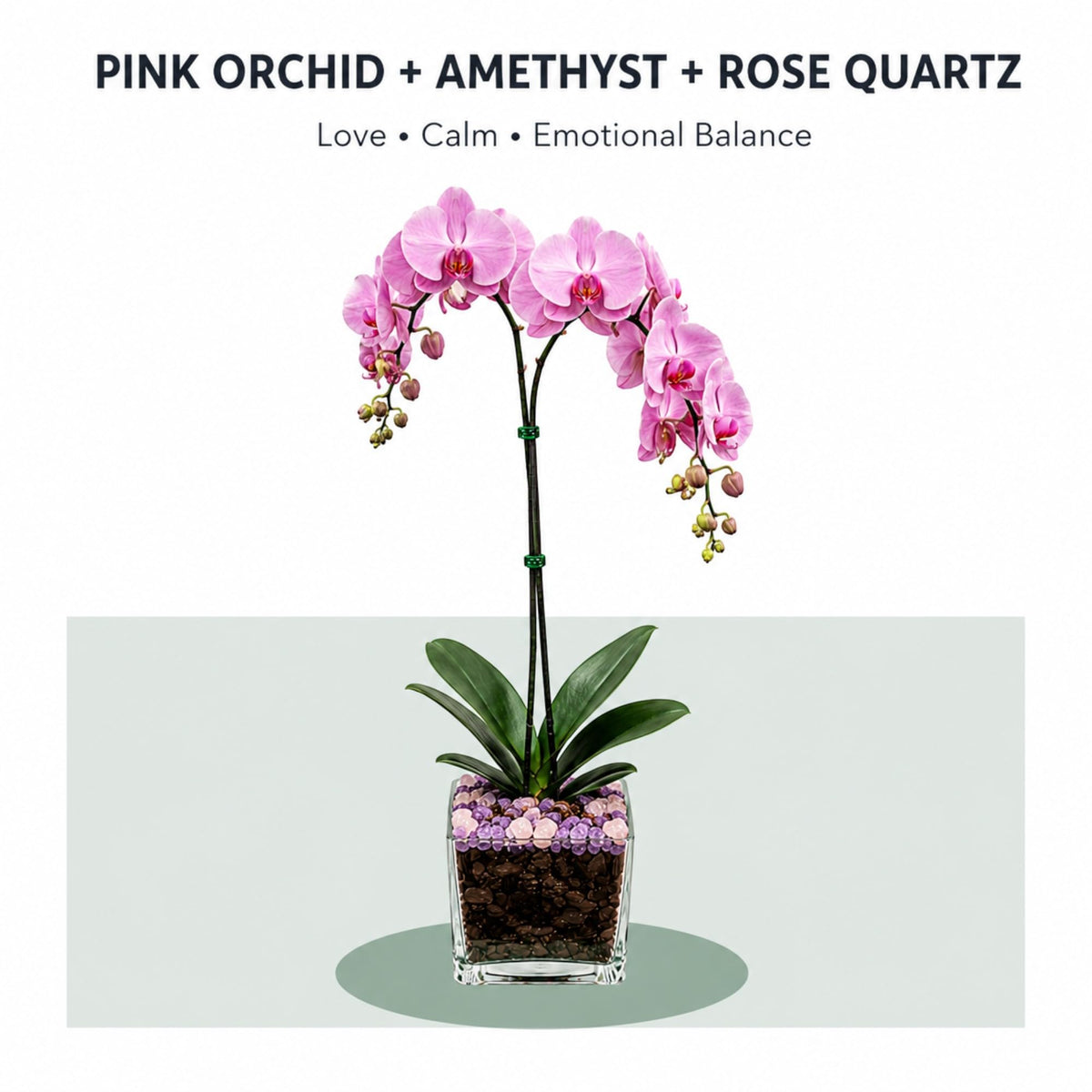 Crystal City Designs double-stem pink Phalaenopsis orchid in a clear planter with Rose Quartz and Amethyst crystals.