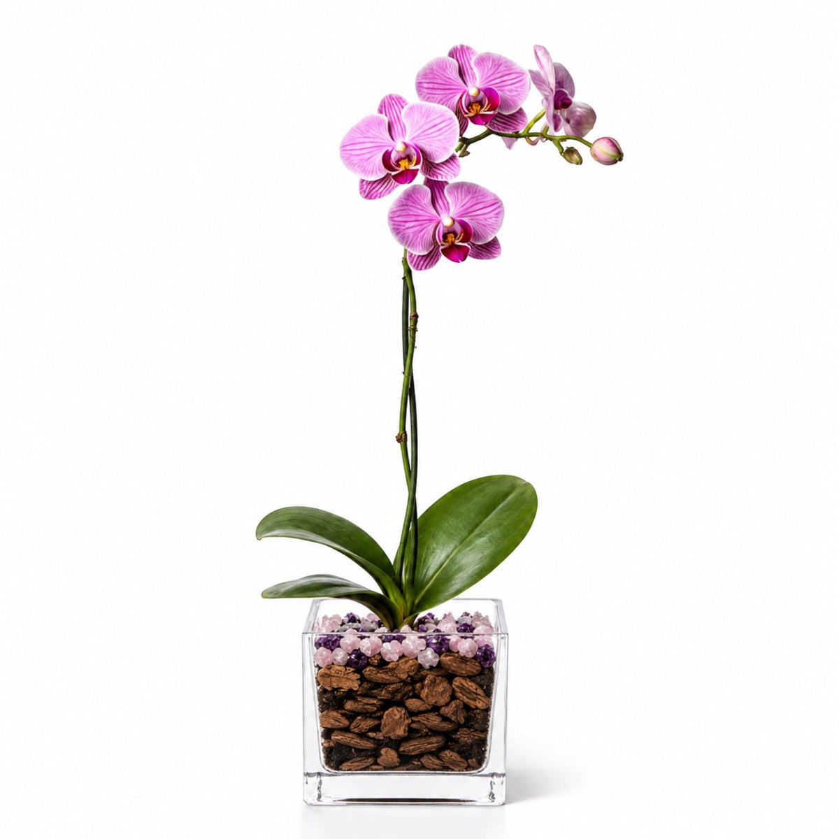Crystal City Designs pink Phalaenopsis orchid in a clear acrylic cube with rose quartz and amethyst crystal accents.