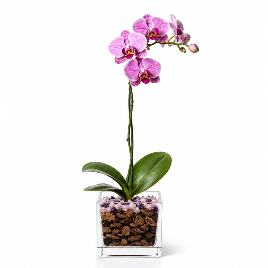 Crystal City Designs pink Phalaenopsis orchid in a clear acrylic cube with rose quartz and amethyst crystal accents.