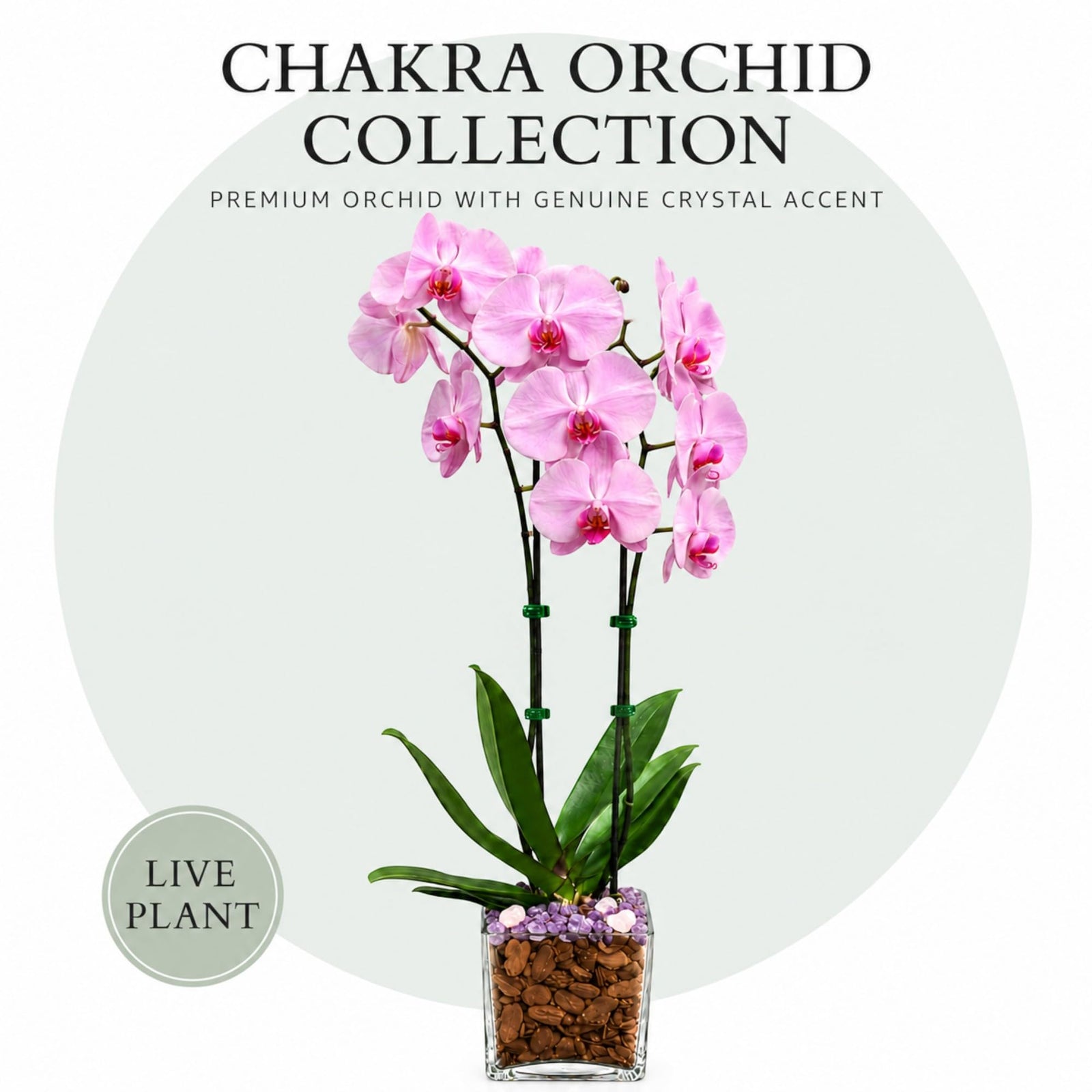 Crystal City Designs double-stem pink Phalaenopsis orchid in a clear planter with Rose Quartz and Amethyst crystals.