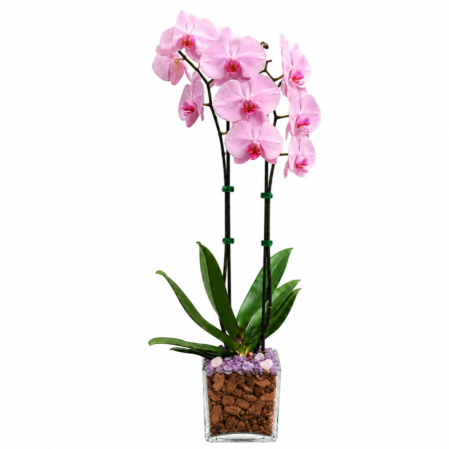 Crystal City Designs double-stem pink Phalaenopsis orchid in a clear planter with Rose Quartz and Amethyst crystals.