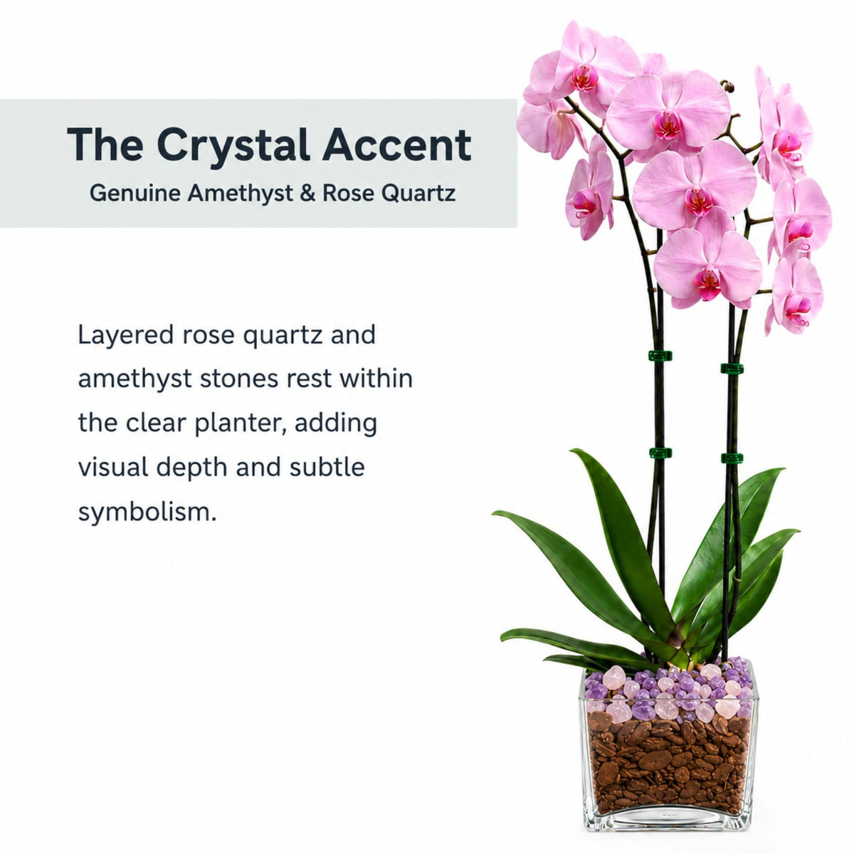 Crystal City Designs double-stem pink Phalaenopsis orchid in a clear planter with Rose Quartz and Amethyst crystals.