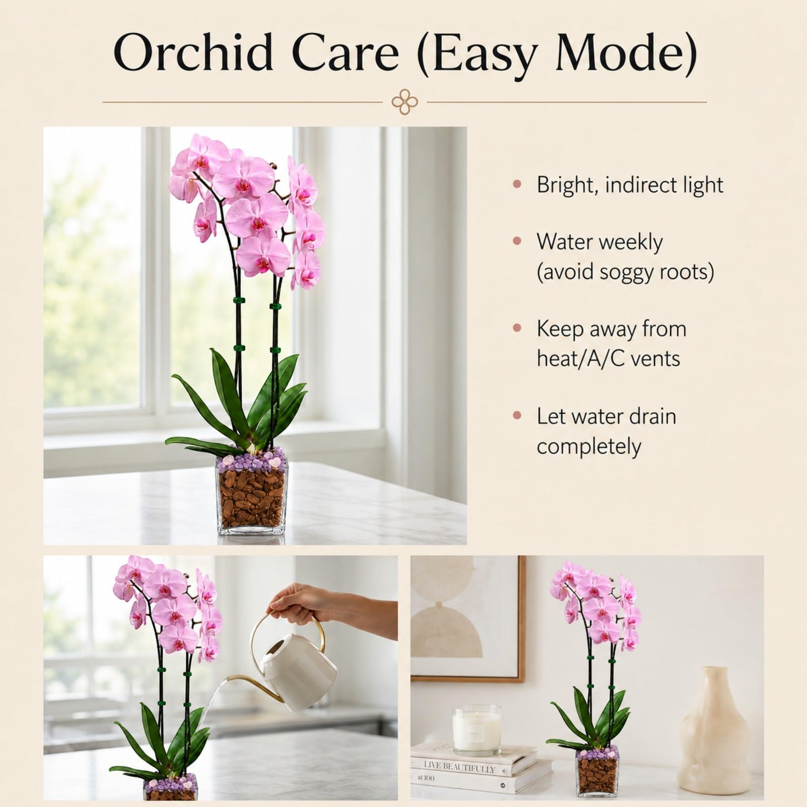 Crystal City Designs pink double-stem Phalaenopsis orchid in a clear planter with Rose Quartz and Amethyst crystals.