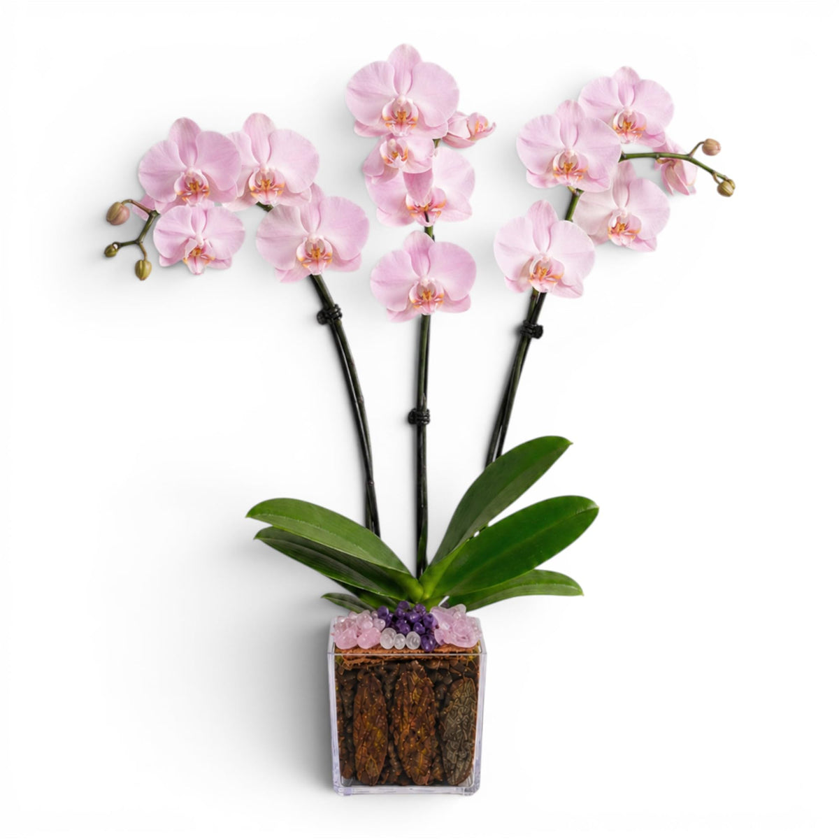 Crystal City Designs triple-stem pink Phalaenopsis orchid in an acrylic cube with rose quartz and amethyst crystals.