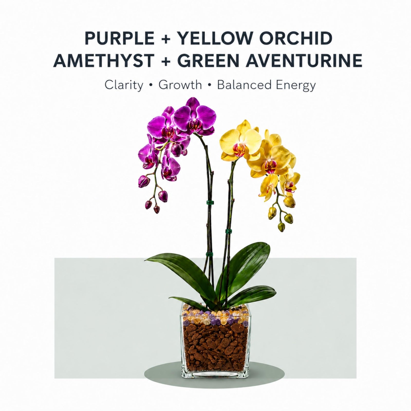 Crystal City Designs double-stem Phalaenopsis orchid with purple and yellow blooms in a clear planter with crystals.
