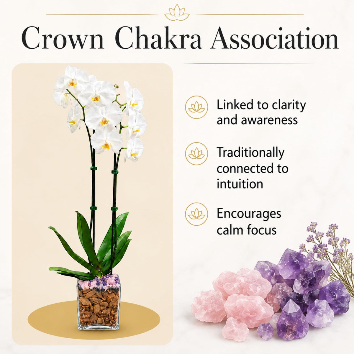 Crystal City Designs double stem white Phalaenopsis orchid in a clear planter with amethyst crystals and green leaves