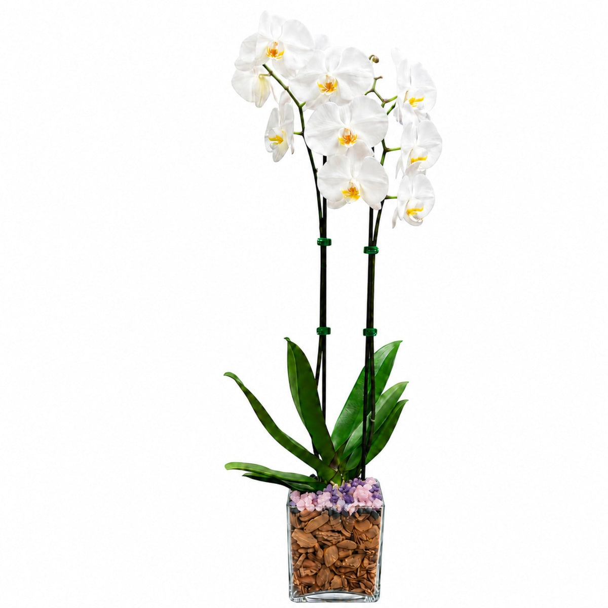 Crystal City Designs double-stem white Phalaenopsis orchid in a clear planter with natural amethyst crystal accents.