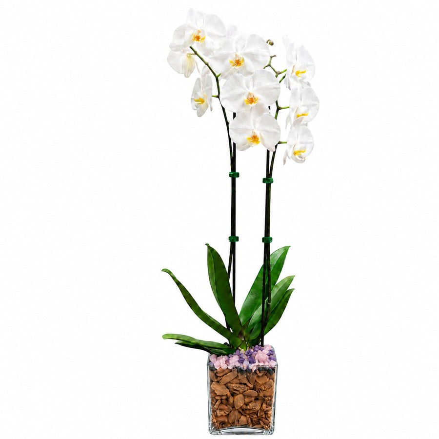 Crystal City Designs double-stem white Phalaenopsis orchid in a clear planter with natural amethyst crystal accents.