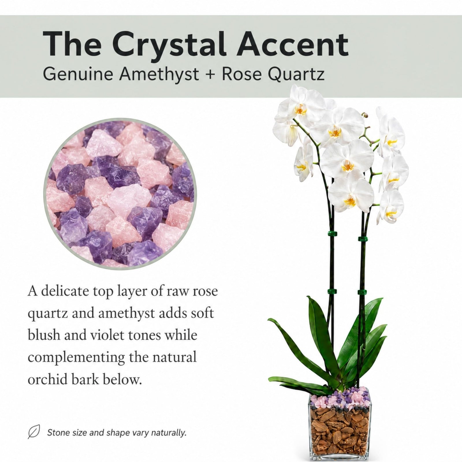 Crystal City Designs double-stem white Phalaenopsis orchid in a clear planter with raw amethyst and rose quartz accents.