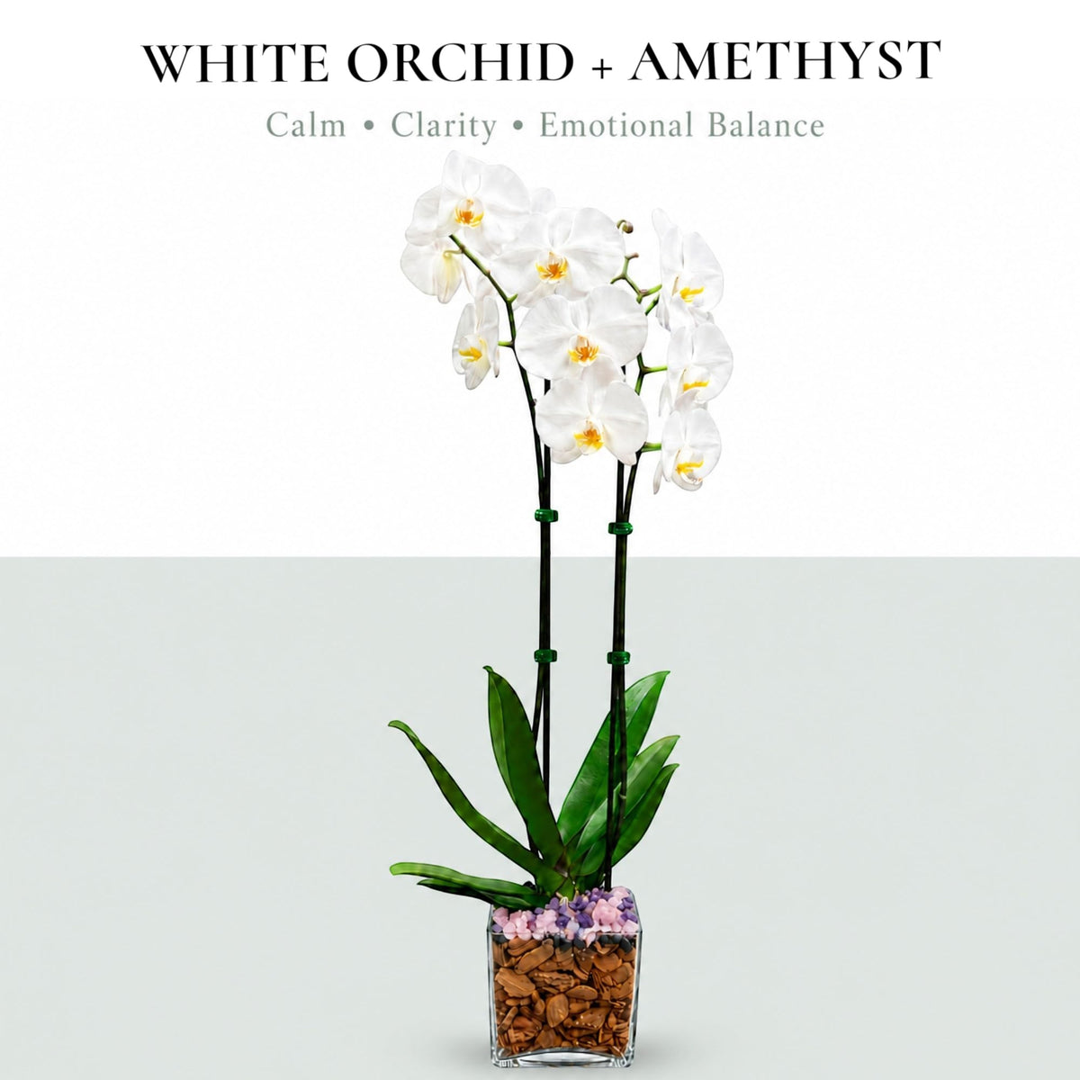 Crystal City Designs double-stem white Phalaenopsis orchid in a clear planter with natural amethyst crystal accents.