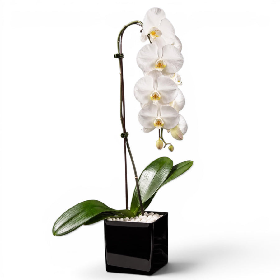 Crystal City Designs white Swan Phalaenopsis orchid in a black acrylic cube with raw Howlite crystal accent stones.