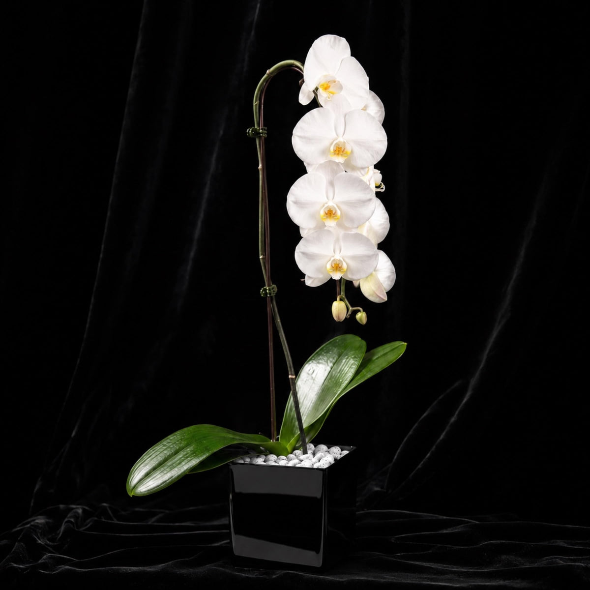 Crystal City Designs white Swan Phalaenopsis orchid in a black acrylic cube with raw Howlite crystal accent stones.