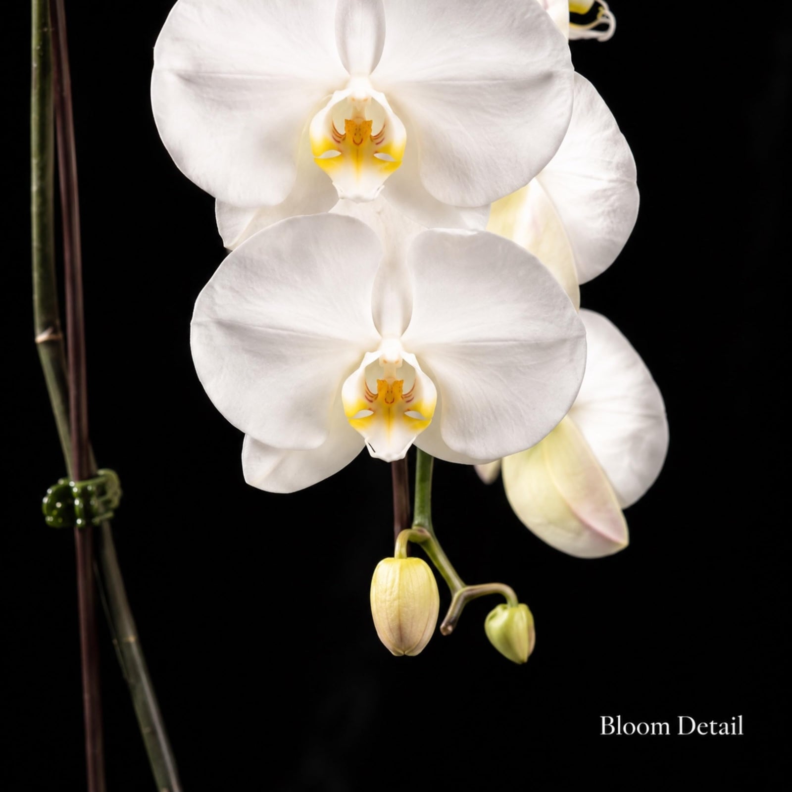 Crystal City Designs white Swan Phalaenopsis orchid blooms with yellow centers against a dark background