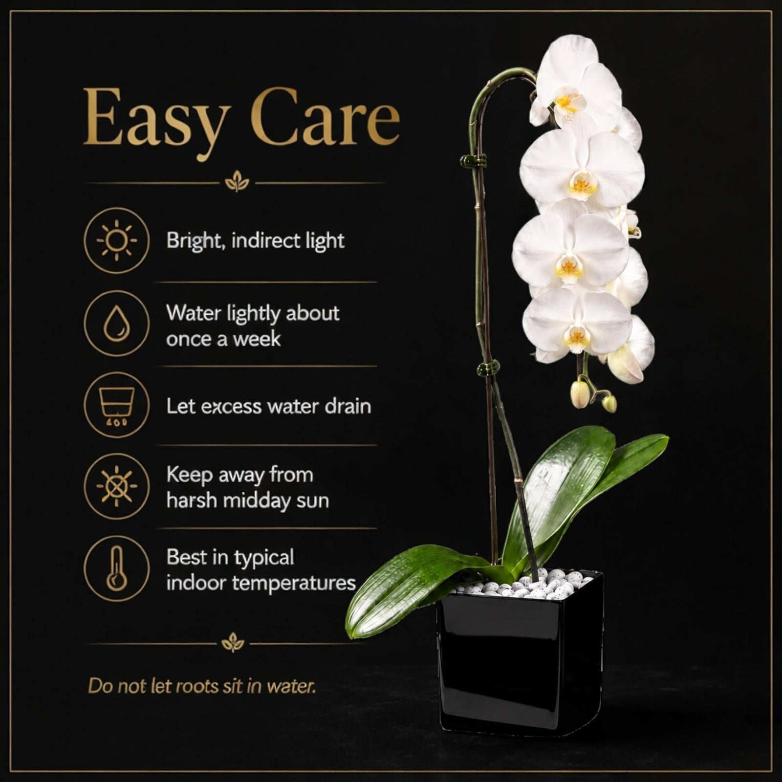 Crystal City Designs white Swan orchid in a black acrylic cube with Howlite stones and easy care instructions text.