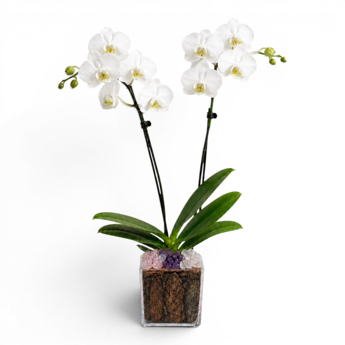 Crystal City Designs white double-stem Phalaenopsis orchid in a clear acrylic cube with rose quartz and amethyst stones