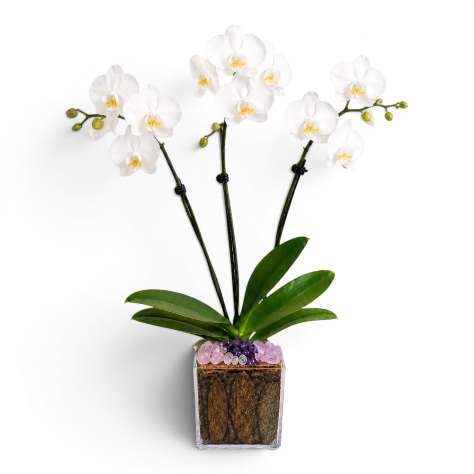 Crystal City Designs triple-stem white Phalaenopsis orchid in an acrylic cube with rose quartz and amethyst accents.