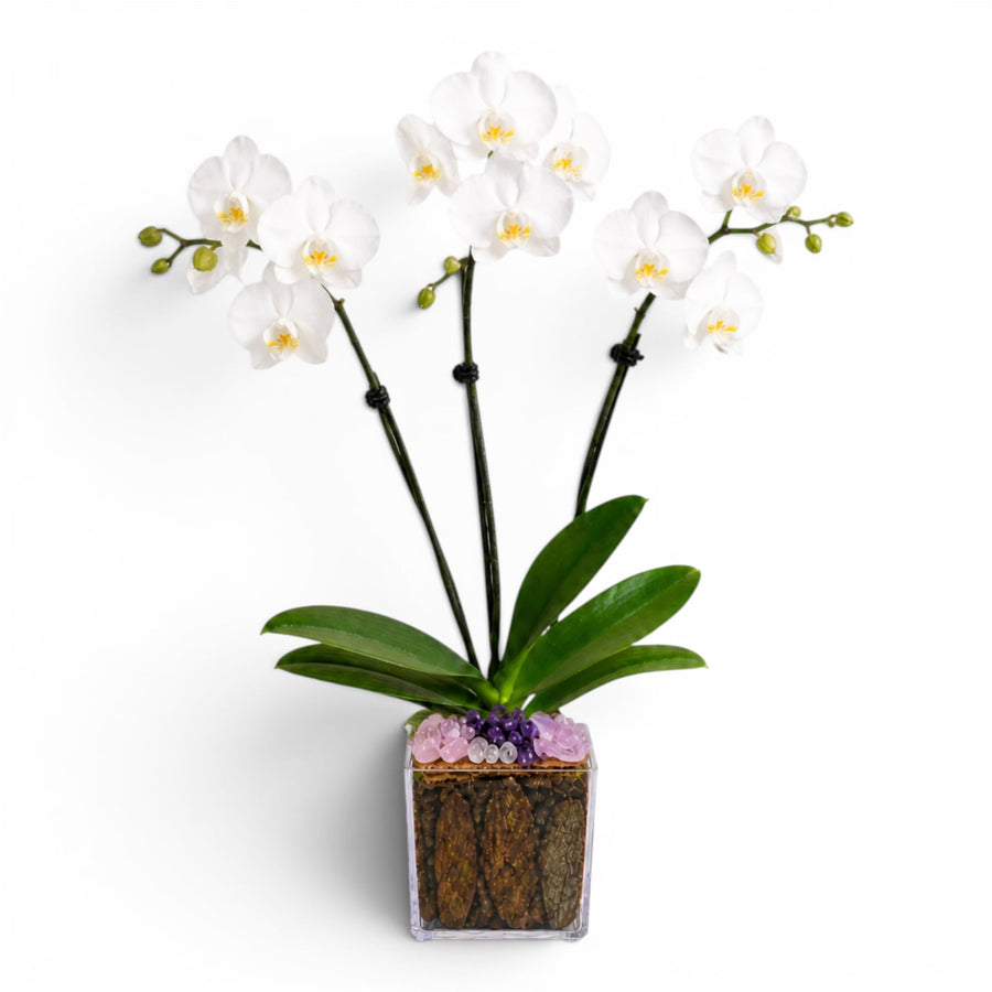 Crystal City Designs triple-stem white Phalaenopsis orchid in an acrylic cube with rose quartz and amethyst accents.