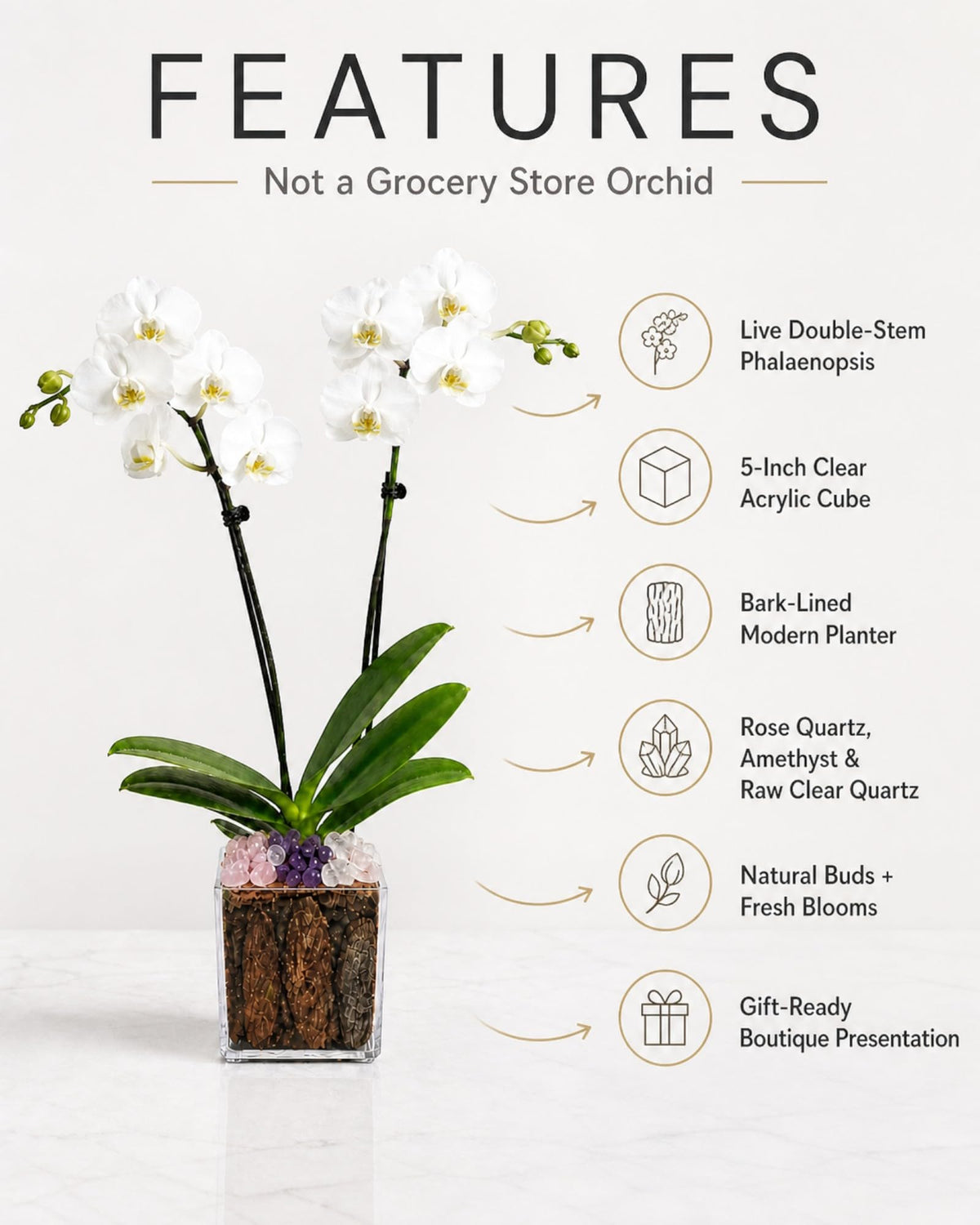 Crystal City Designs live double-stem white Phalaenopsis orchid in a clear acrylic cube with rose quartz and amethyst.