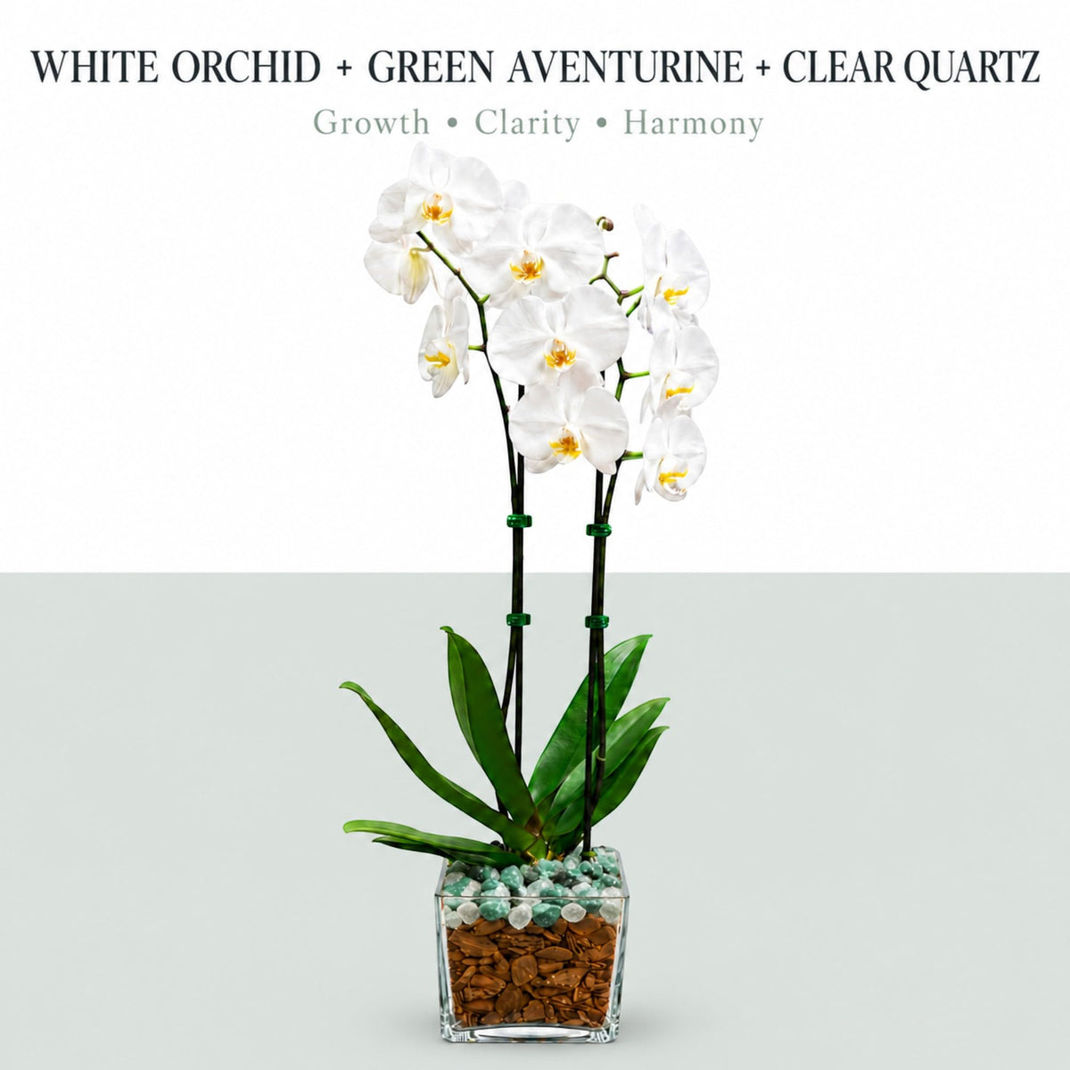 Crystal City Designs double-stem white Phalaenopsis orchid in a clear planter with green aventurine and clear quartz.